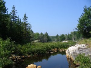 Boundary lake swamp
        1