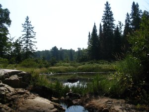 Boundary lake swamp
        2