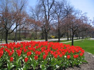 Tulips